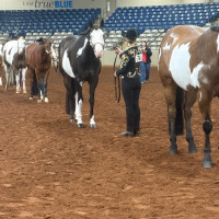 2026middle tn show1