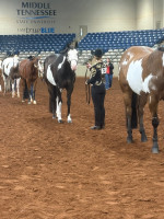 2026middle tn show1