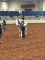 2026middle tn show2